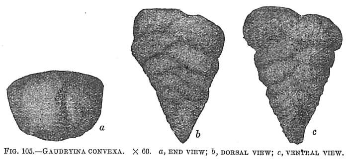 Image de Gaudryina convexa (Karrer 1864)