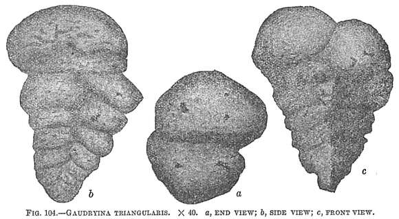 Image of Gaudryina triangularis Cushman 1911