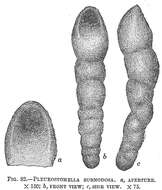 Image of Pleurostomella subnodosa (Reuss 1851)