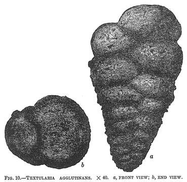 Textularia agglutinans d'Orbigny 1839 resmi