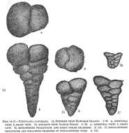 Image of Textularia candeiana d'Orbigny 1839