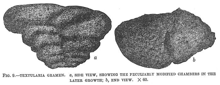 Image of Textularia gramen d'Orbigny 1846