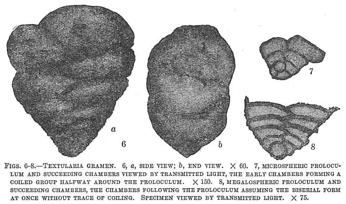 Image of Textularia gramen d'Orbigny 1846