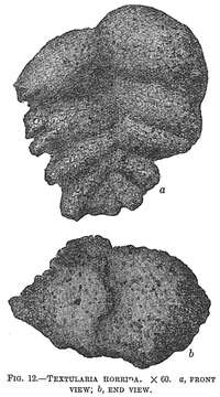 Image of Textularia horrida Egger 1893