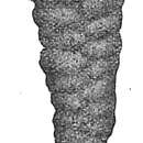 Image of Textularia stricta Cushman 1911