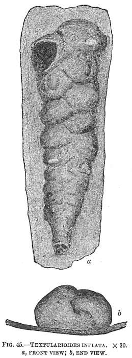 Image of Textularioides Cushman 1911