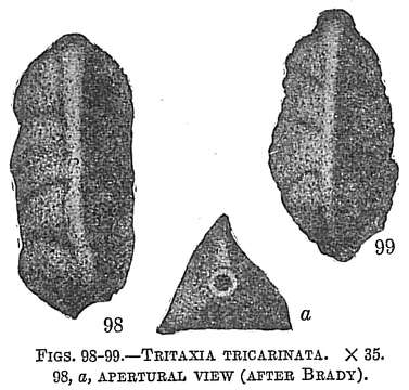 Image of Tritaxia tricarinata (Reuss 1844)