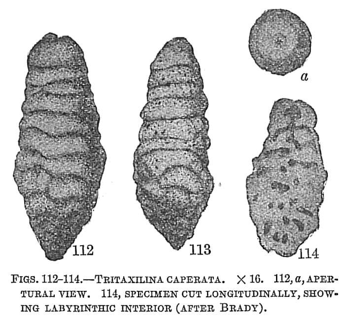 Image of Tritaxilina Cushman 1911