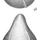 Image of <i>Lagena acuticosta</i> var. <i>paucicostata</i> Cushman 1913