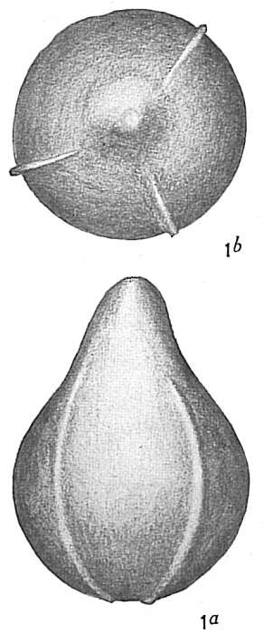 Image of <i>Lagena acuticosta</i> var. <i>paucicostata</i> Cushman 1913