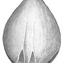 Image of <i>Lagena alveolata</i> var. <i>basiexcavata</i> Cushman 1913