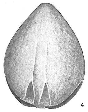 <i>Lagena alveolata</i> var. <i>basiexcavata</i> Cushman 1913 resmi