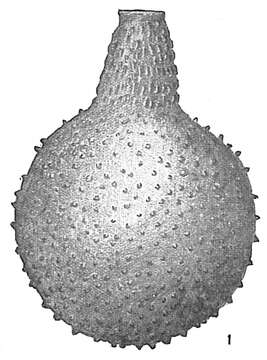 Image of Lagena aspera Reuss 1862