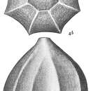 Image of <i>Lagena costata</i> var. <i>polygonata</i> Cushman 1913