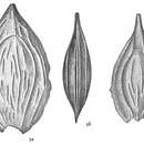 Image of Lagena crescenticostata Cushman 1913