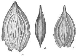 Image of Lagena crescenticostata Cushman 1913