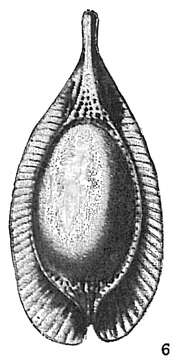 Fissurina stschedrinae Lukina 1972 resmi