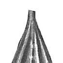Image of Lagena foveolata Reuss 1863
