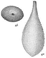 Lagena hispida Reuss 1863 resmi