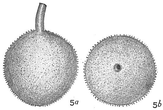 Lagena hispida Reuss 1863 resmi