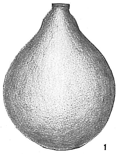 Image of Lagena hispida Reuss 1863