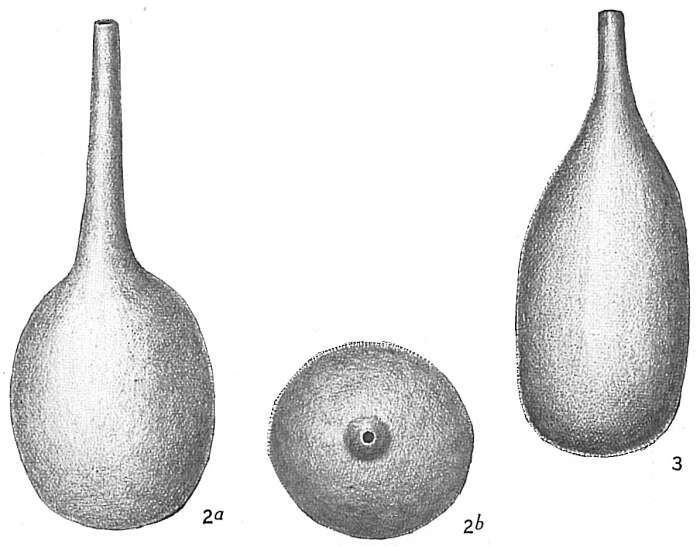 Image of Lagena hispidula Cushman 1913