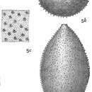 Image of Lagena hystrix Reuss 1863