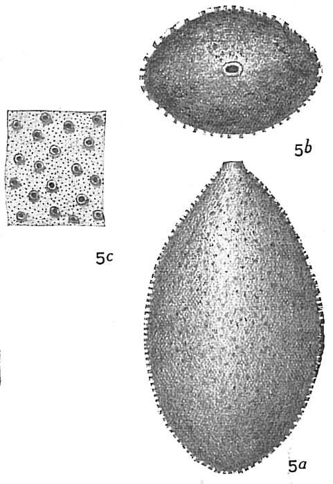 Image of Lagena hystrix Reuss 1863