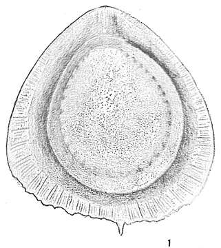 Image of <i>Lagena orbignyana</i> var. <i>alata</i> Cushman 1913