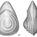 Image of <i>Lagena orbignyana</i> var. <i>concentrica</i> Sidebottom 1912