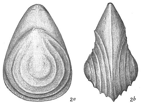 Image of <i>Lagena orbignyana</i> var. <i>concentrica</i> Sidebottom 1912