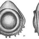 Image of <i>Lagena orbignyana</i> var. <i>coronata</i> Sidebottom 1912