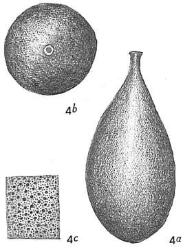 Image of Lagena punctulata Cushman 1913