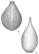 Image of Lagena striata (d'Orbigny 1839)