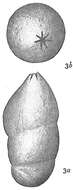 Image of Marginulina obesa Cushman 1923