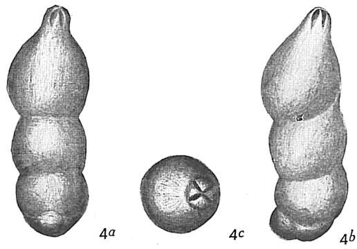 Imagem de Marginulina striatula Cushman 1913