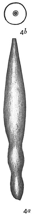 Image of Nodosaria haueriana Neugeboren 1852