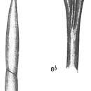 Image of Nodosaria longirostrata Cushman 1913