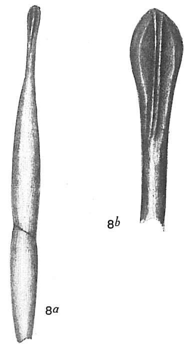 Image of Nodosaria longirostrata Cushman 1913