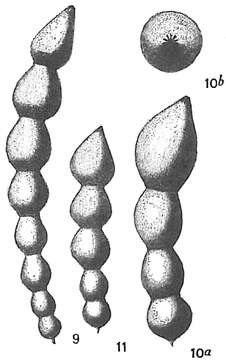 Image of Nodosaria soluta (Reuss 1851)