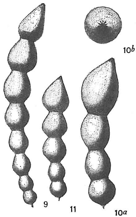Image of Nodosaria soluta (Reuss 1851)