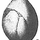 Image of Globulina gibba (d'Orbigny ex Deshayes 1832)