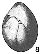 Image of Globulina gibba (d'Orbigny ex Deshayes 1832)