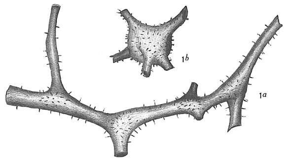 Image of Ramulina globulifera Brady 1879