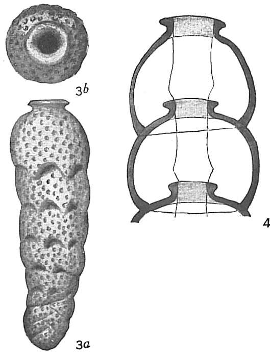 Image of Siphogenerina Schlumberger ex Milne-Edwards 1882