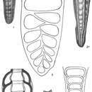 Imagem de Siphogenerina raphanus (Parker & Jones 1865)