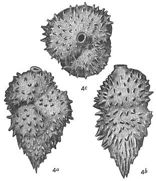 Sivun Uvigerina aculeata d'Orbigny 1846 kuva