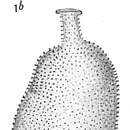 Sivun Uvigerina asperula Cžjžek 1848 kuva