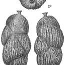 Image of Uvigerina brunnensis Karrer 1877