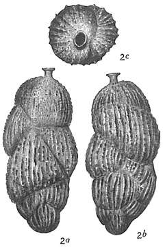 Image of Uvigerina brunnensis Karrer 1877